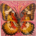 Glossy Butterfly, Emily Cate Sabree